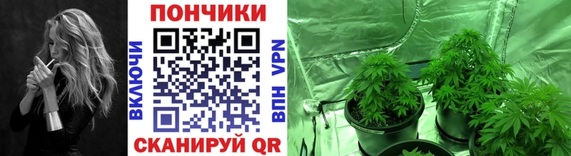 Бошки марихуана VHQ продажа наркотиков Вышний Волочёк